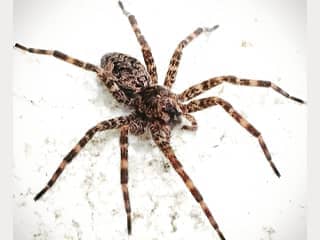 brown-recluse-spider-exterminator-nashville-tennessee