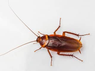 american-cockroach-exterminator-nashville-tennessee