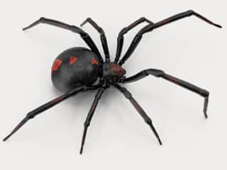 balck-widow-spider-exterminator-nashville-tennessee