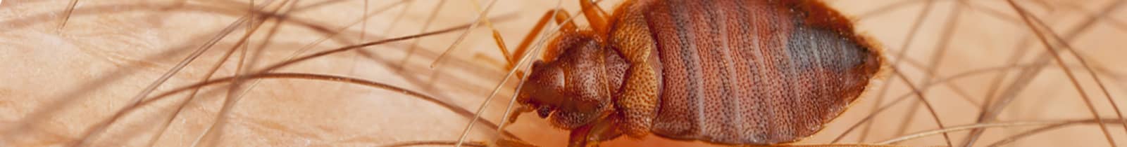Bed Bugs exterminator pest control Nashville, TN