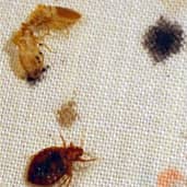 Bed Bugs control Nashville, Tennessee 