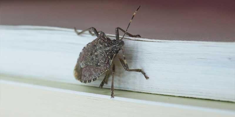 The 5 Most Common Fall Pests in Nashville, TN