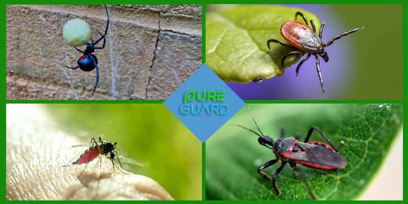 Bugs in Nashville: Which Ones Are Harmful and Which Are Not