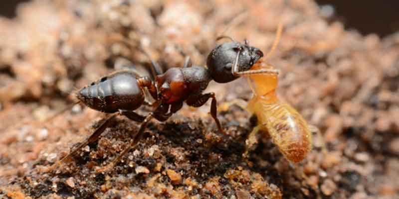 Comparison of Social Insects (Ants, Termites, Bees)