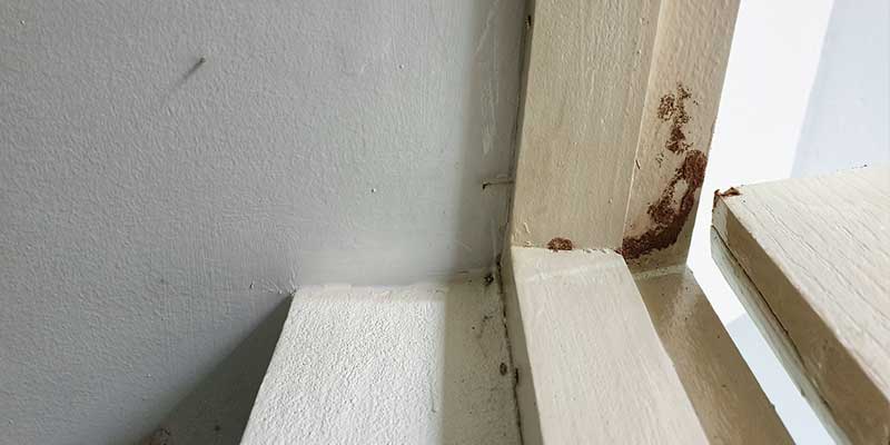 Do Pests Affect Your Home Value? Nashville, TN