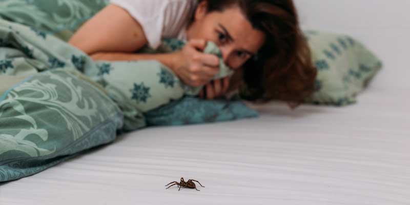 Facts About House Spiders in Nashville, TN