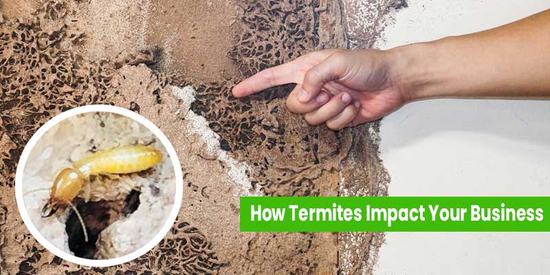 How Termites Impact Your Nashville Business