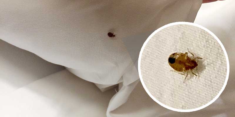 How to Deal With a Bed Bug Infestation Nashville, TN