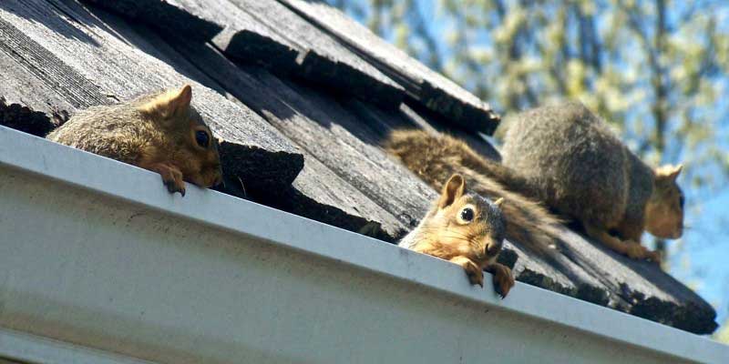 How to Keep Squirrels Out of Your Home Nashville, TN