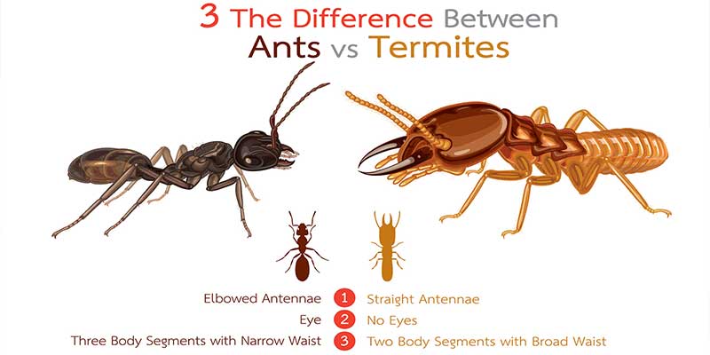 Is There a Difference Between Termites and Carpenter Ants? Nashville, TN