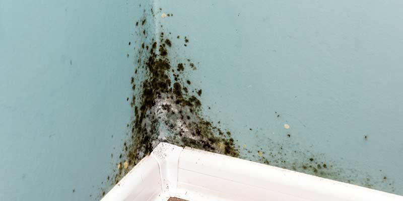 Moisture Control Tips to Keep Mold and Bugs Away From Your Home nashville, tn