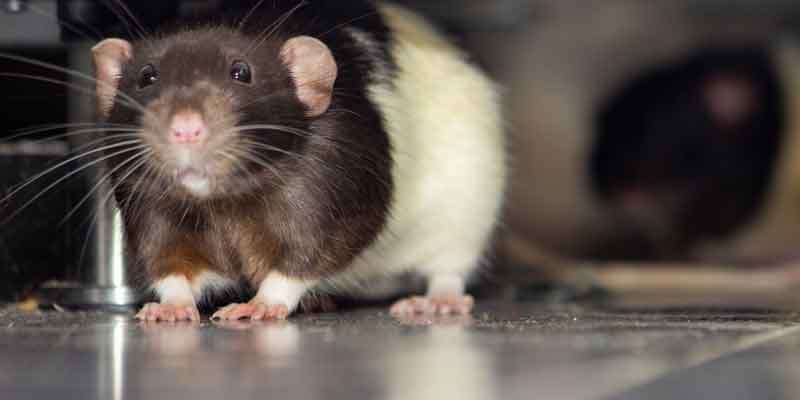 rodents move indoor in winter nashville, tn