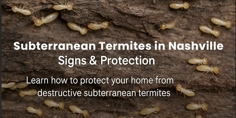 Subterranean Termite Threats in Nashville: Early Detection and Defense