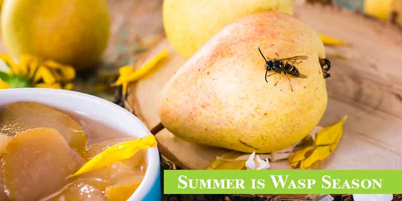 Summer is Wasp Season in Nashville, TN