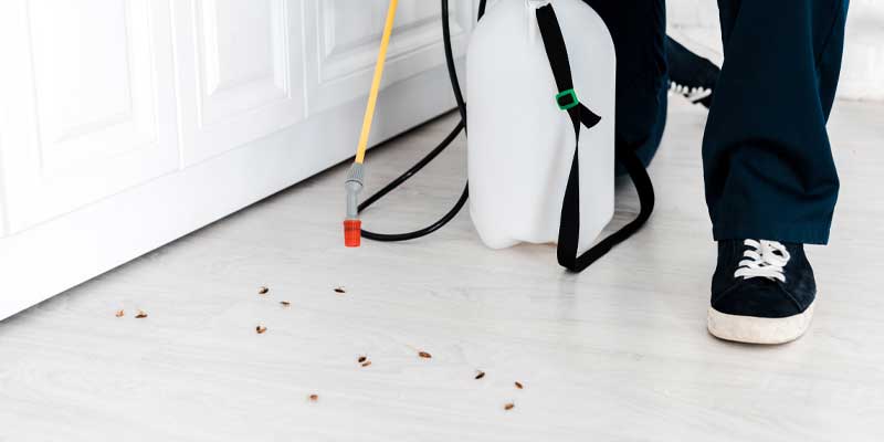 5 Tips For Keeping Cockroaches Out of Your Home Nashville, TN