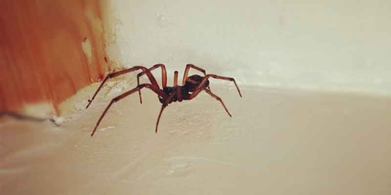 7 Natural Ways to Keep Spiders Out of Your Home This Summer - Nashville TN