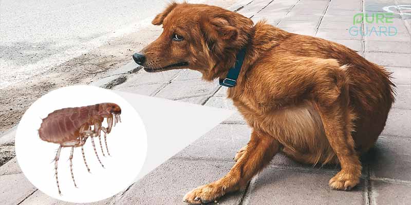 What to do if Your Pet Has Fleas - Nashville TN