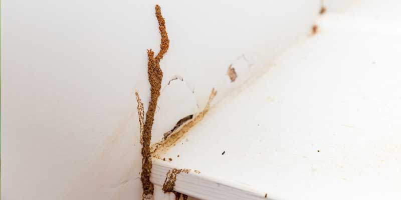 When Should You Call For a Termite Inspection? Nashville, TN