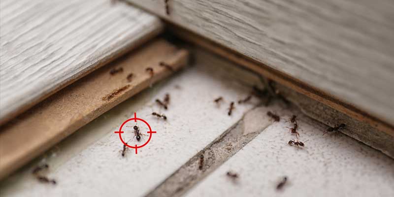 Why Are There More Ants in Summer in Nashville?, TN