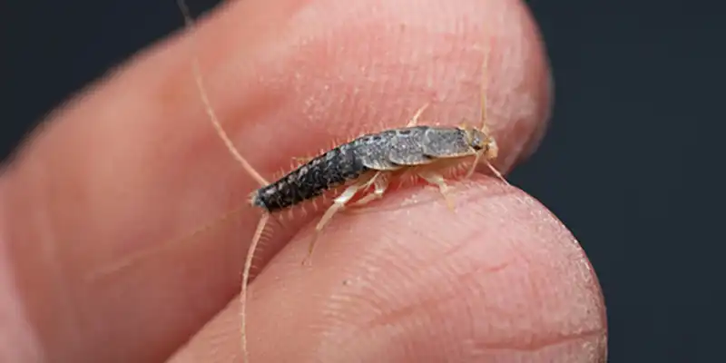 Why Moisture Problems in Nashville Attract Pests and How to Fix Them