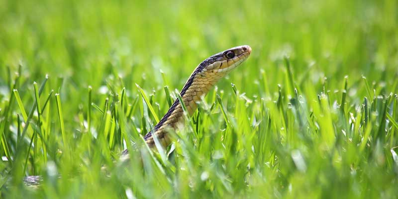 Why You May Need Snake Prevention by a Pest Control Company Nashville TN