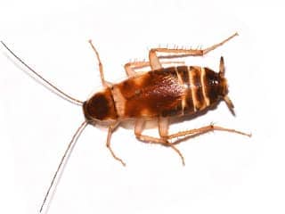 brown-banded-cockroach-exterminator-nashville-tennessee