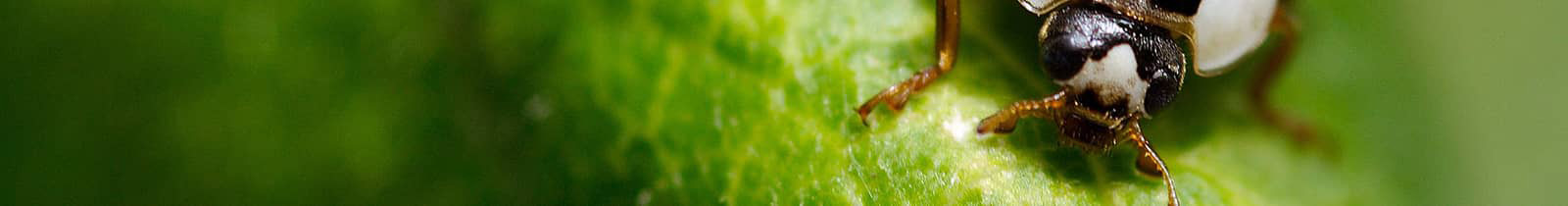Clarksville pest control service