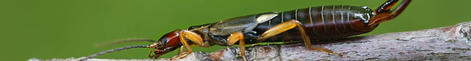 Earwig exterminator pest control Nashville, TN