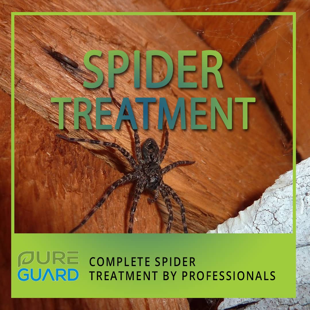 House Spiders: Friend or Foe? - Springer Professional Home Services - Pest  Control & Exterminator Services