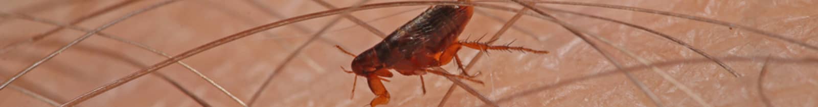 flea-exterminator-treatment Nashville, TN