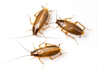 german-cockroach-exterminator-nashville-tennessee