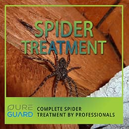 Spider ID Nashville, Tennessee pest-control