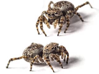 jumping-spider-exterminator-nashville-tennessee