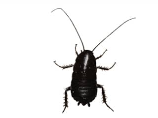 oriental-cockroach-exterminator-nashville-tennessee