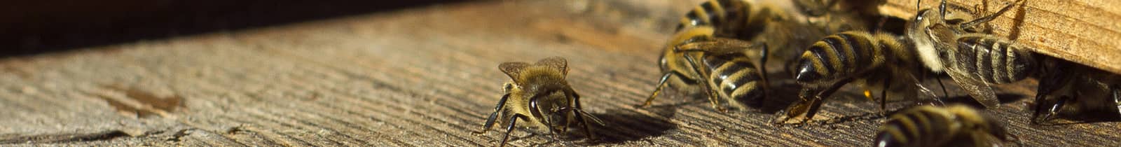 hornet and bee pest control company nashville, tn