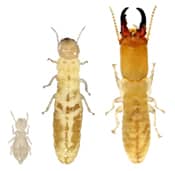 Termite Exterminator Nashville, Tennessee 