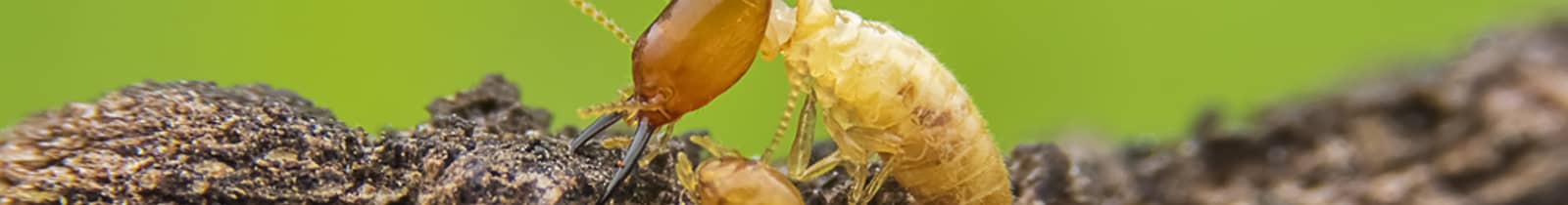 Termite Exterminator treatment pest control Nashville, TN