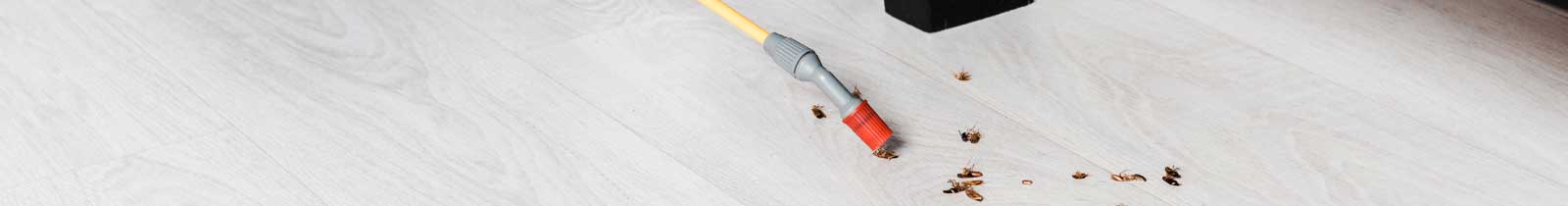 tips-for-keeping-cockroaches-out-of-your-nashville-home nashville, tn