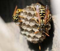 Hornet wasp control Nashville, Tennessee 